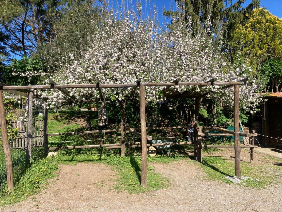 Podere Delle Rose Torre San Severo Ngoại thất bức ảnh